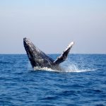 Annual Hump Back Whale Migration