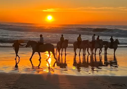 horse